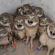 Illustration for article titled Superb Owl Bowl! Which is your favorite?